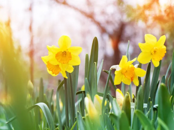 The yellow daffodil (Narcissus) blooming in the