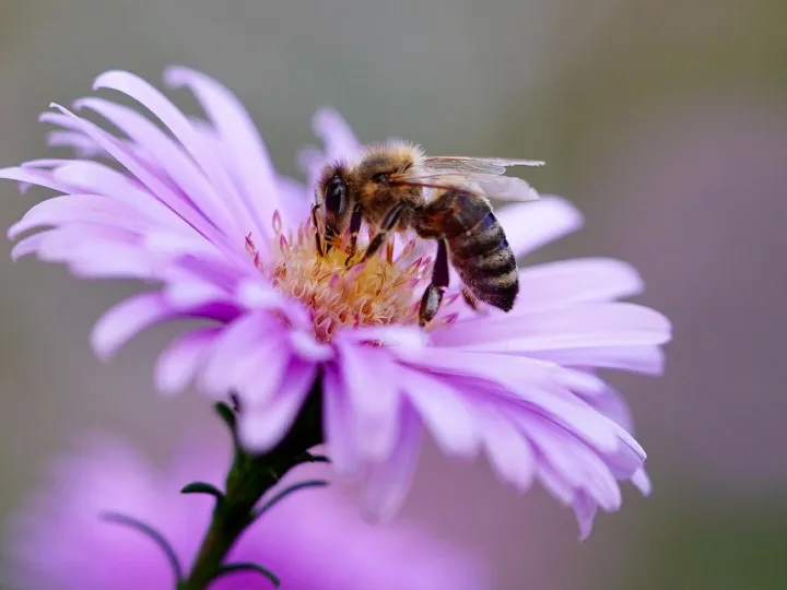 Bee, beautiful flowers, insect, flower
