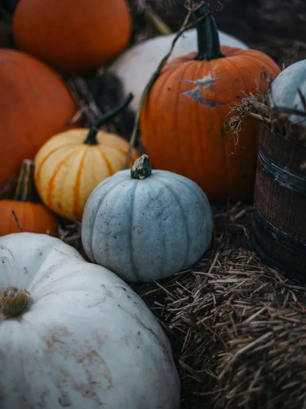 Mixed Harvest Pumpkins Display