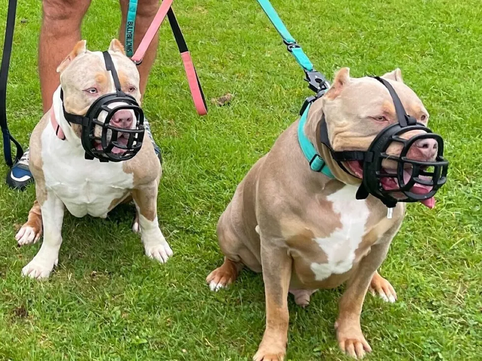 Two Dogs Playing in Field