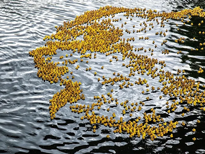Duck meet, ducks, rubber ducks, plastic ducks