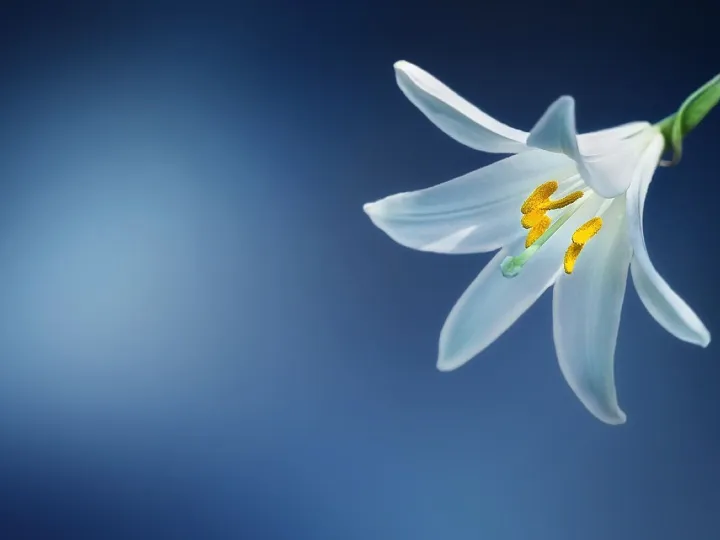 Flower, lily, lilium candidum, madonna lily