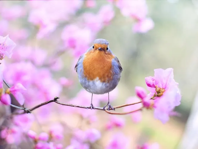 A robin perched on a blossom branch in a spring garden