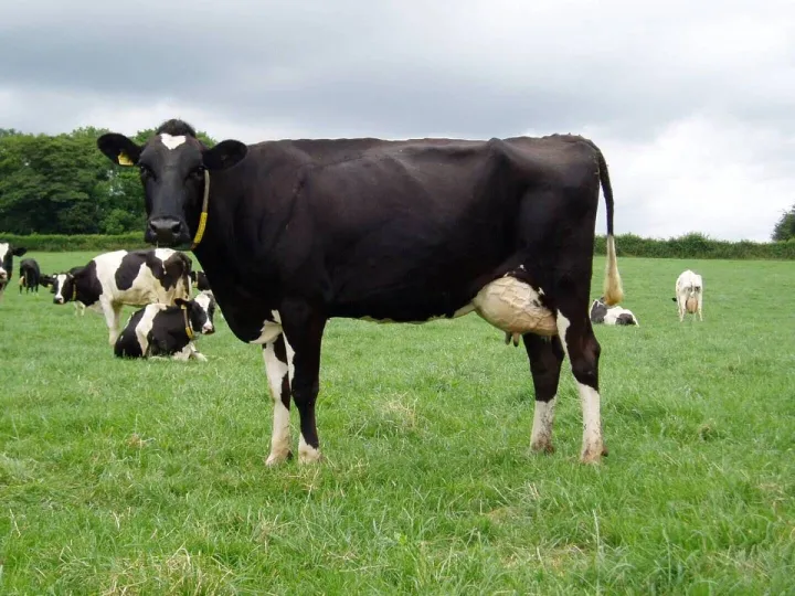 BCBC Dairy Workshop – AHDB's Breeding Blocks