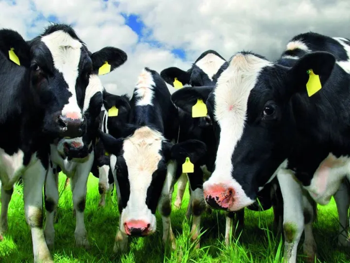 Sponsors Feature &ndash; Mole Valley Farmers