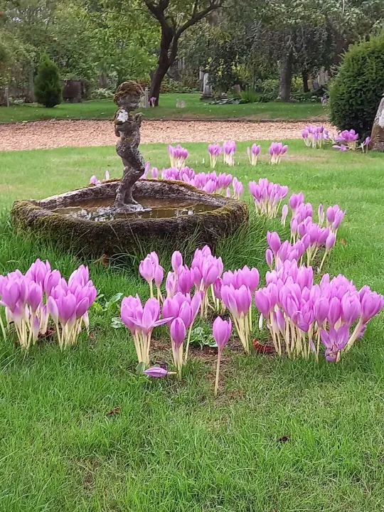 Colchicums