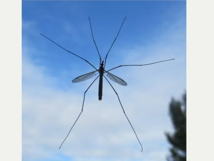 Daddy long legs