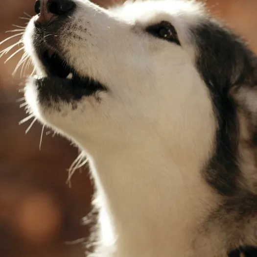 Barking Dog