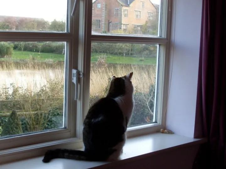 Fliss Cat 001 (3)