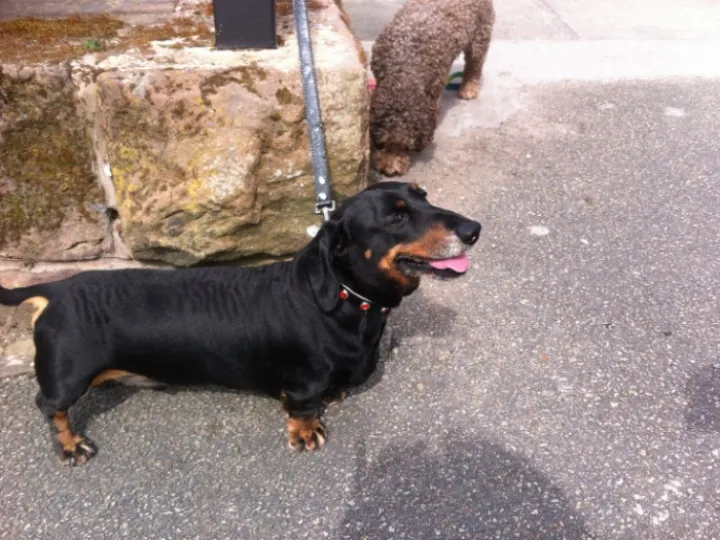 dog2