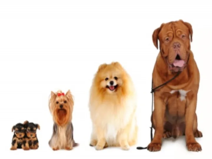 Dog Training 01
