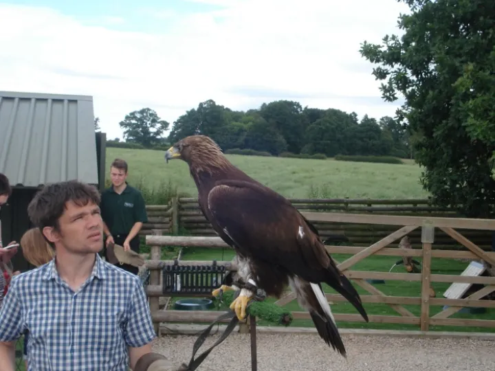 Golden eagle