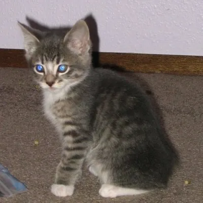 Tabby_kitten