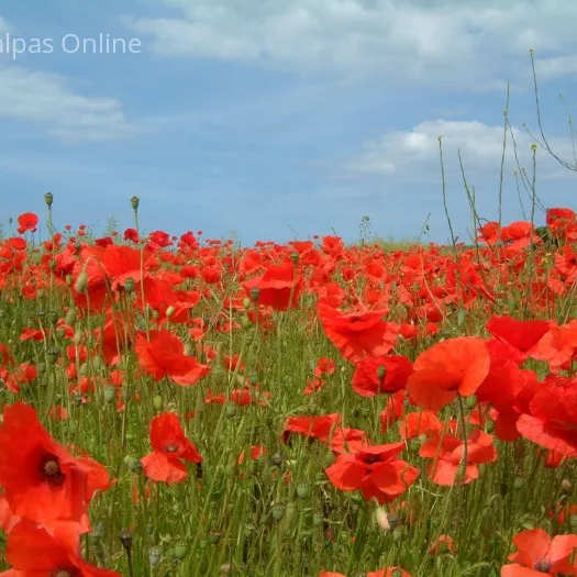 A poppy Field
