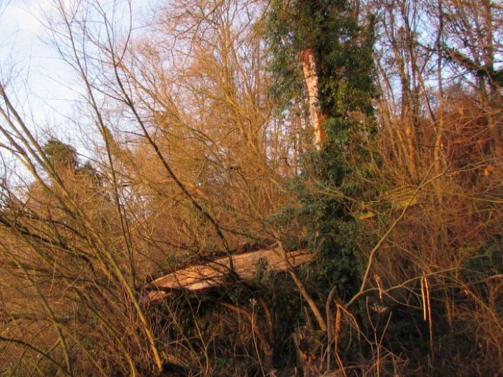 Broken bough