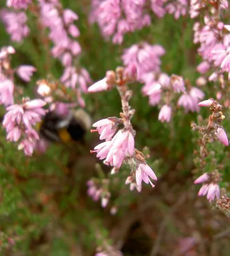 Heather