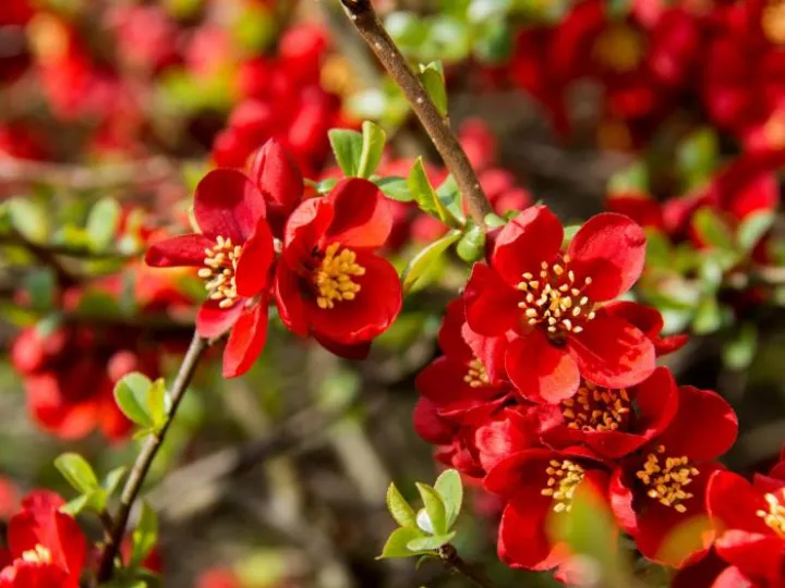 Quince@Henbury Hall