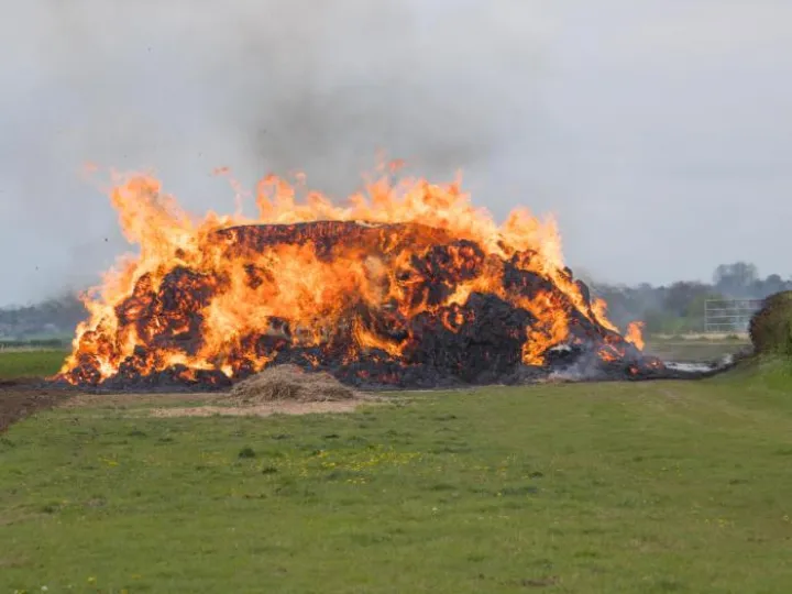 Miscanthus Fire