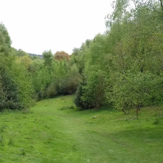 20170430_132254 Woodhouse Hill new woodland