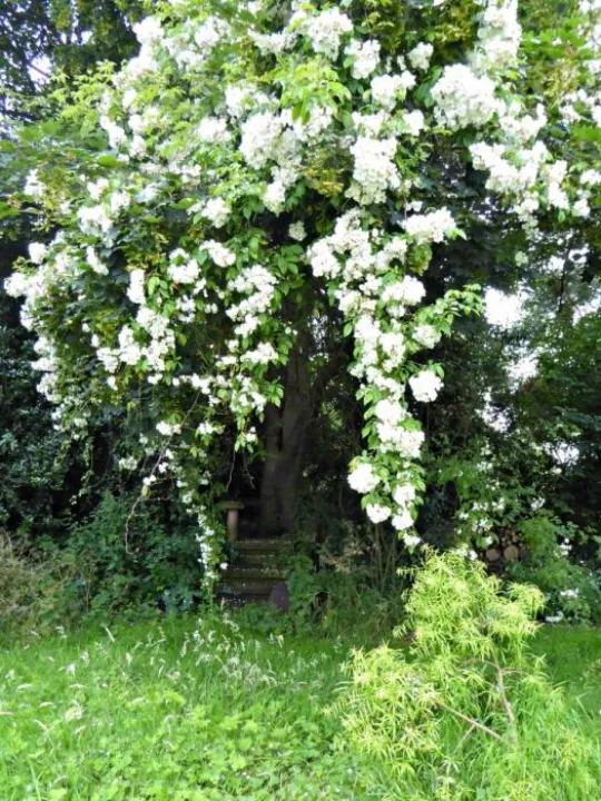 kiftsgate-rose-tree-tattenhall-gardenista-e1471357602368