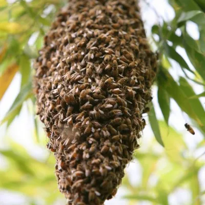 Bee Swarm_01