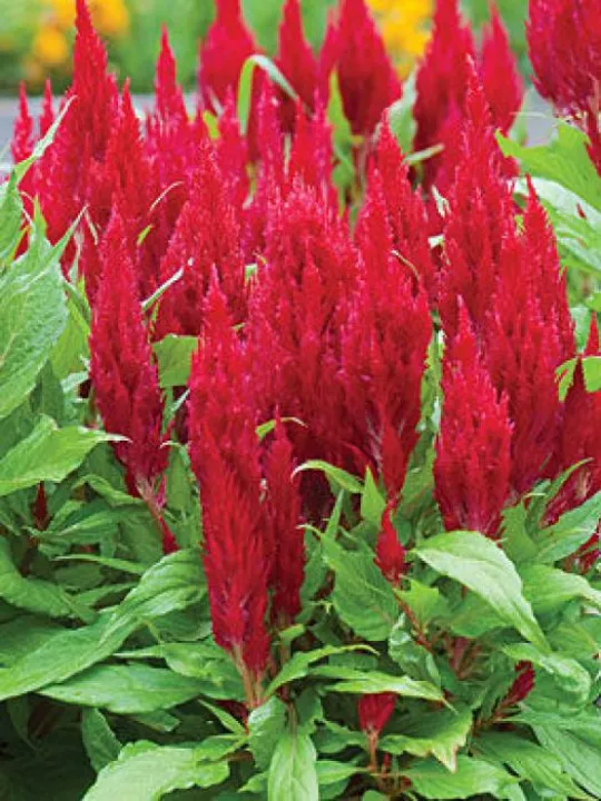 Red coxcombs