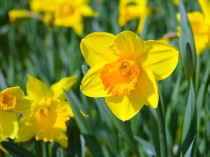daffodil