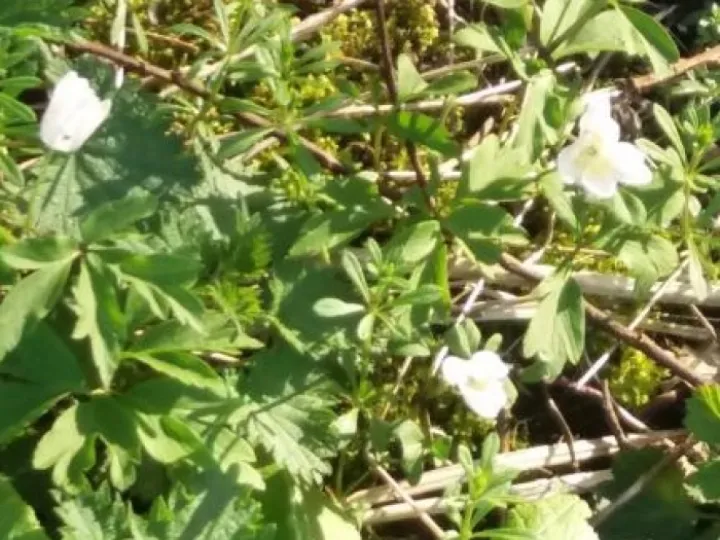 Wood Anemone2018