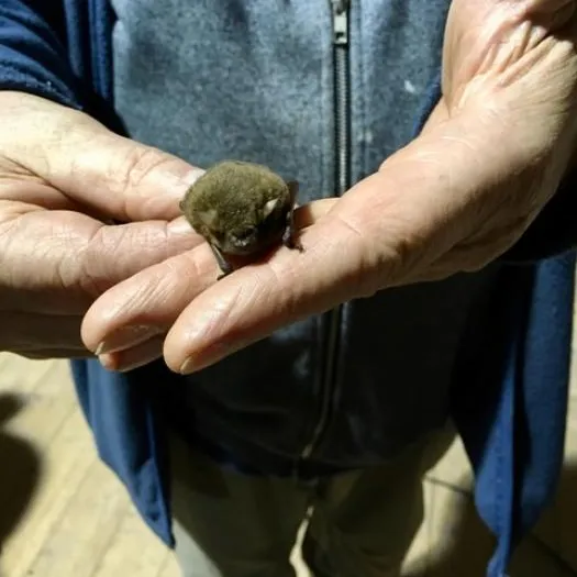 Bat
