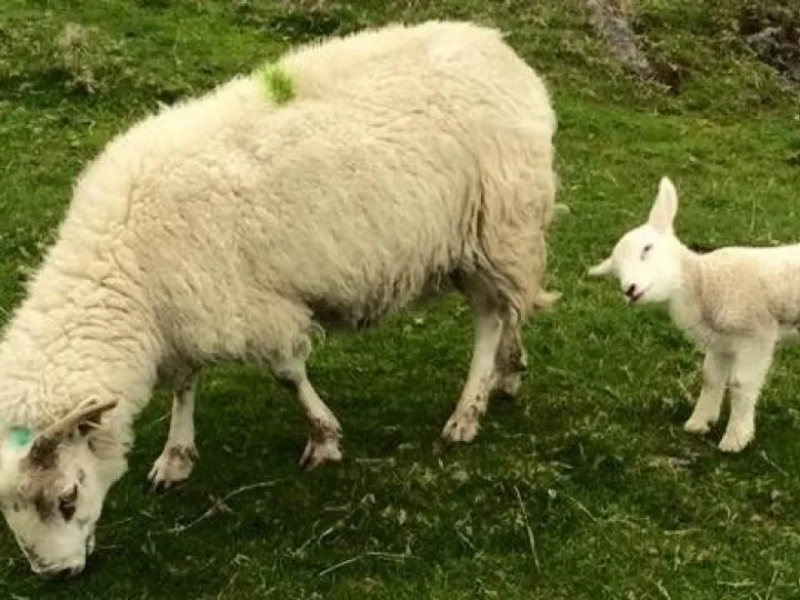sheep (3)