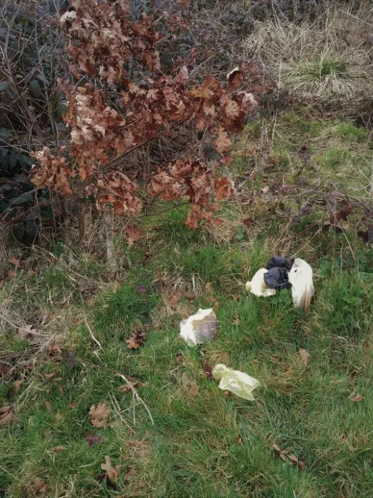 dog poo