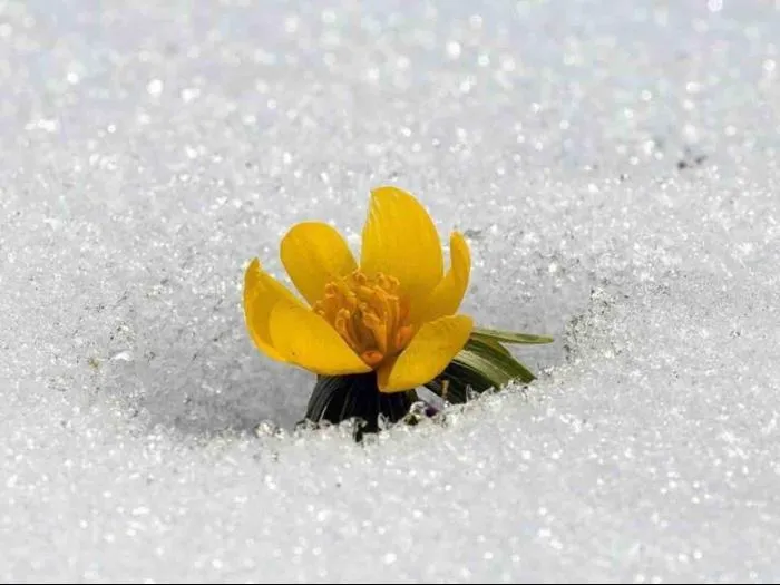 Crocus