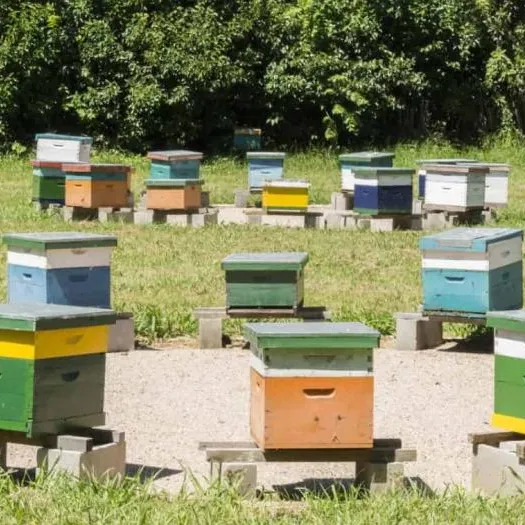 beehives