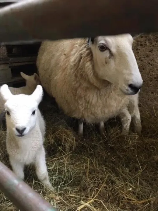 Lambs
