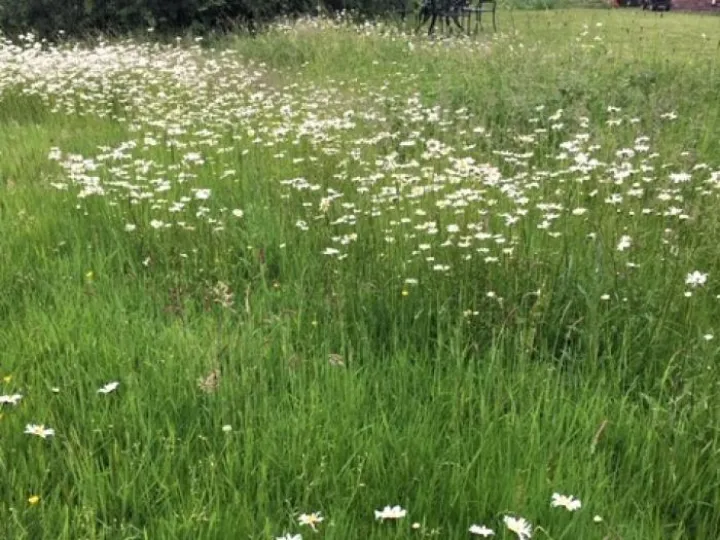 ox eye daisies
