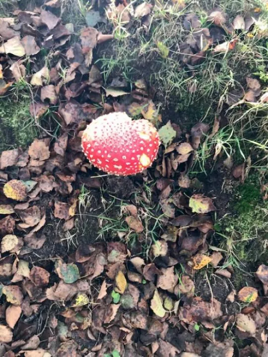 Bickerton Hill 2