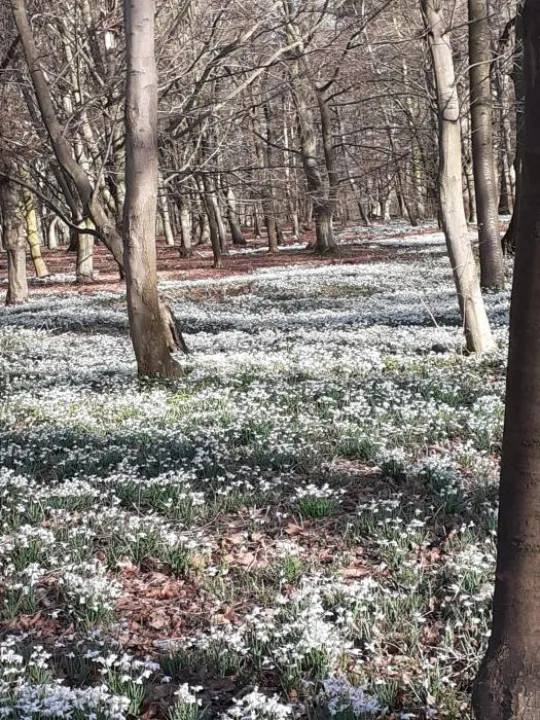 snowdrops1
