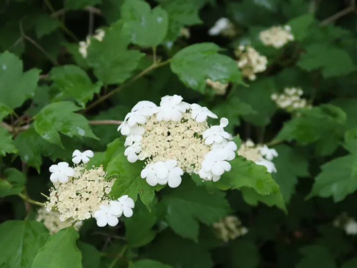 Flowers 9