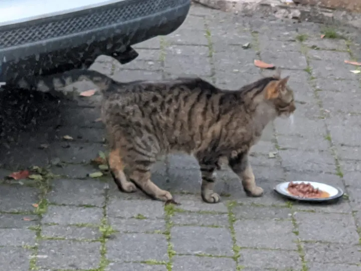 Straycat-1
