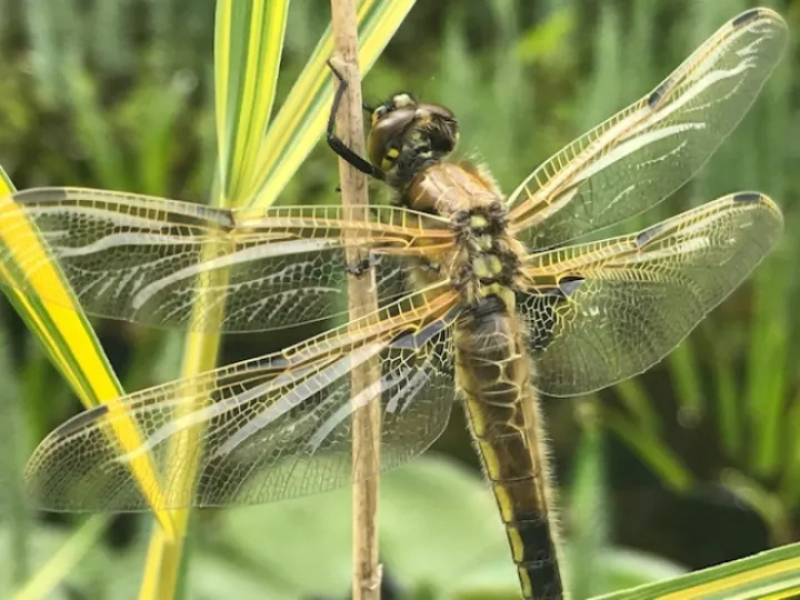 dragonfly 7