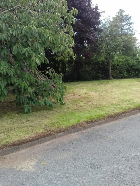 more grass cutting