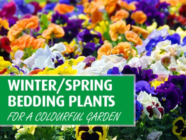 WinterBeddingFlowers