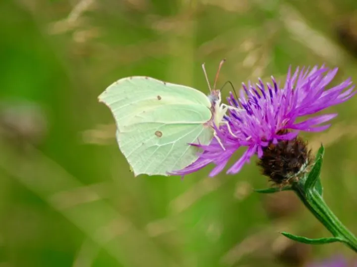 brimstone