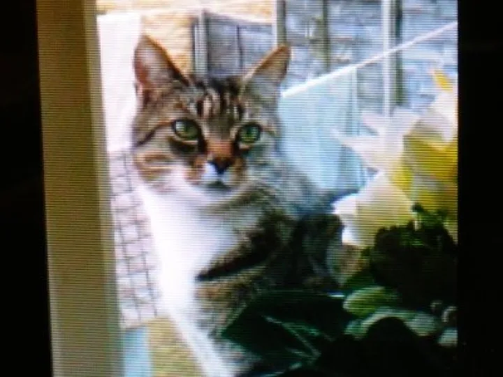 Missing Cat 01