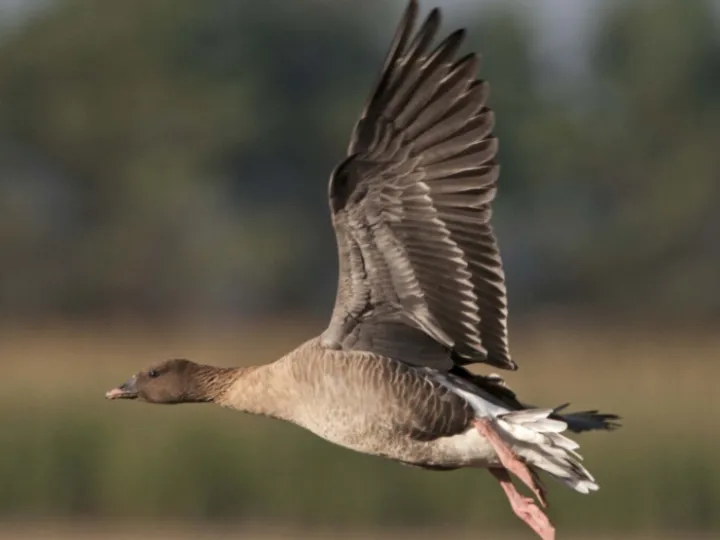 Pink-footed Goose &Acirc;&copy; David Tipling 2020VISION