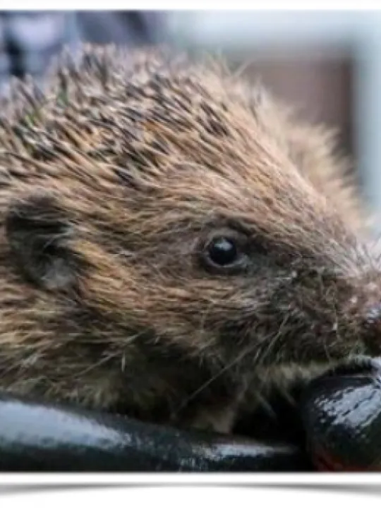 hedgehog 2