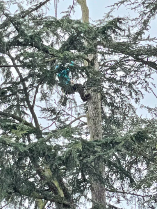 Tree Removal 2
