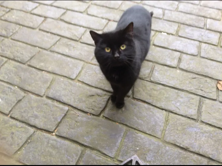 cat