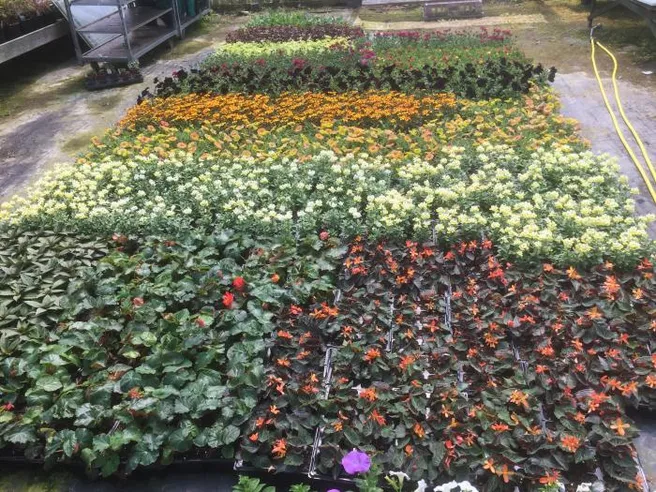 plants-at-bromac