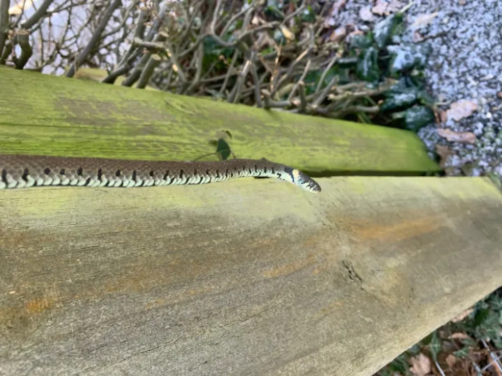 Grass snake 2 – Copy
